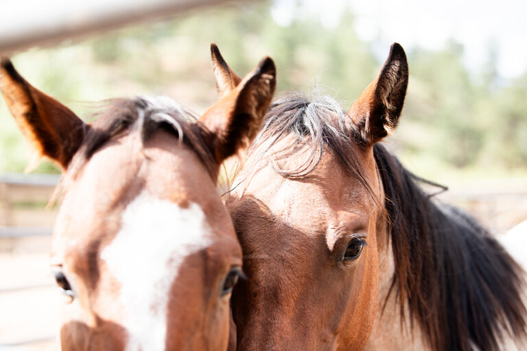 Colorado Ranch Photos | Lost Valley Ranch Image Gallery