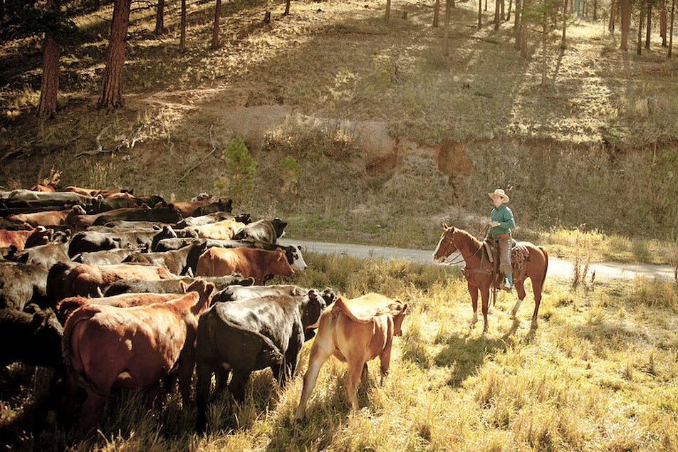rancher rounding up cattle